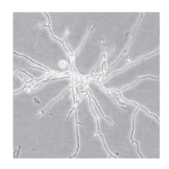 Cell Culture Contamination How to Prevent Fungal, Yeast, and Bacterial Cell Culture